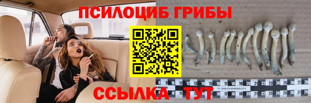 Псилоцибиновые грибы Psilocybine cubensis  Татарск  Псилоцибиновые грибы Psilocybe 